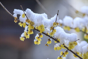 雪覆腊梅枝头俏
