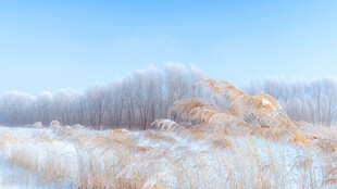 冬日雪覆芦苇美景