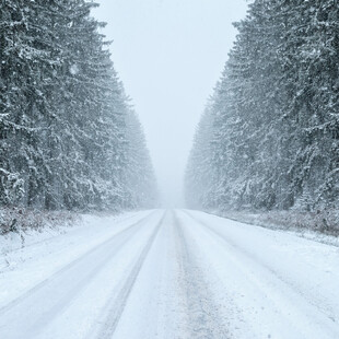 雪覆道路两旁树木银装素裹
