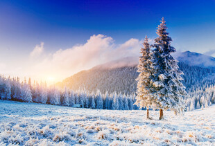 冬日雪林美景