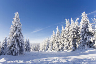 冬日雪林美景