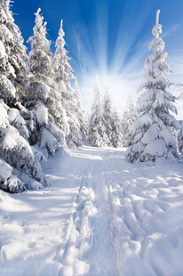 冬日雪林美景