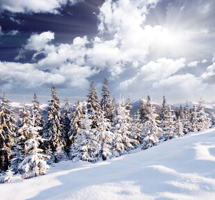 冬日雪林美景