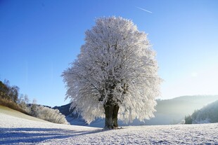 冬日孤树披霜雪美景