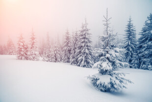 冬日雪景中的静谧松林