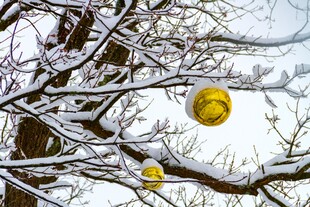 冬季雪压树枝
