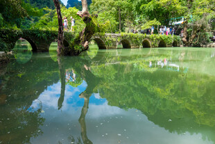 宁静湖水映绿树美景