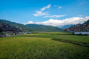田园风光翠绿稻田与远山