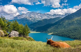 高山湖畔的悠闲牛