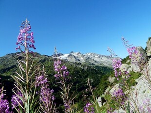 山间紫花映雪山美景