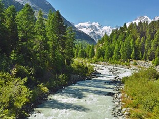 山间溪流伴葱郁森林美景