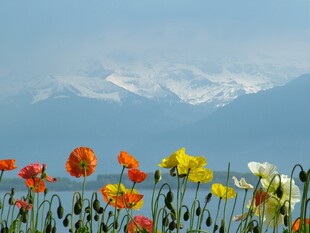 花海映雪山绚烂自然景