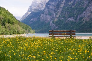 湖畔花海中的木质长椅