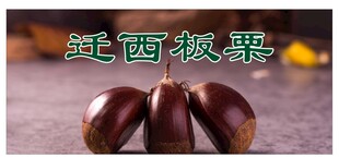 迁西板栗特写
