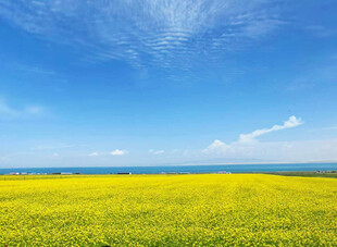 金黄油菜田