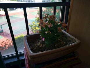 窗边花盆中的多彩花卉