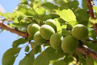 枝头青杏