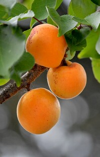 枝头鲜杏