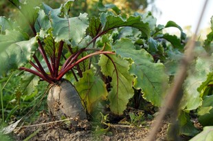 田地里的新鲜甜菜植株