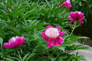 芍药花 