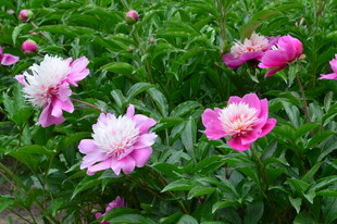 芍药花 