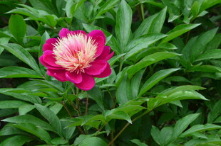 芍药花  