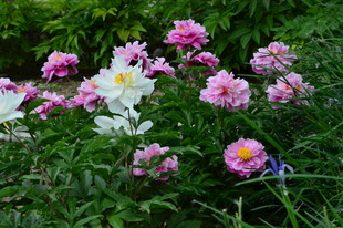 芍药花  