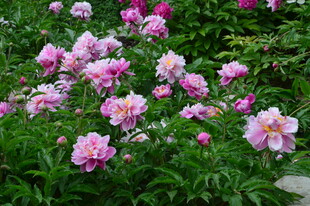 芍药花 