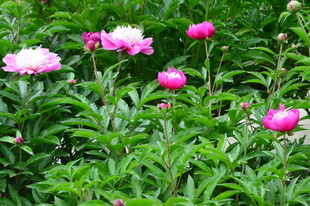芍药花  