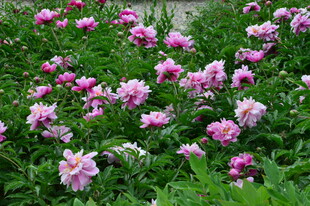 芍药花  