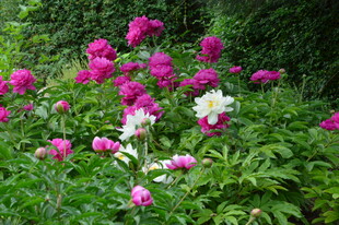 芍药花  