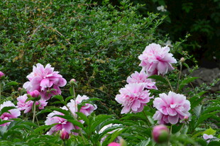 芍药花  