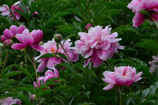 芍药花  