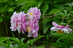 芍药花 