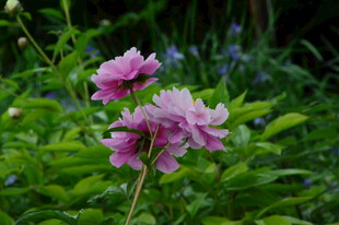 芍药花  