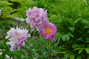 芍药花  