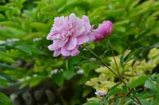 芍药花  