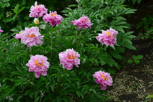 芍药花  