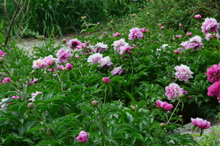 芍药花 
