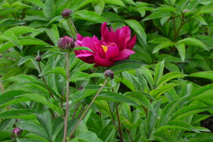 芍药花  