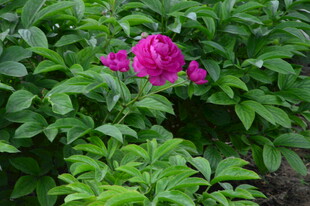 芍药花  