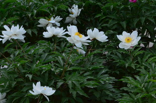 芍药花  