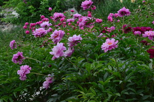 芍药花  
