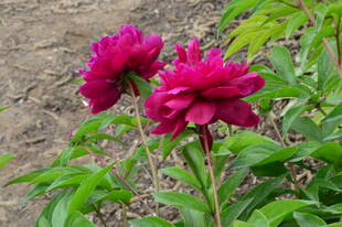 芍药花  