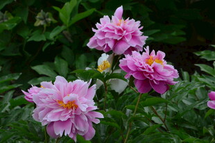 芍药花  