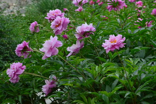芍药花 