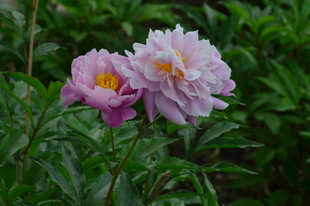 芍药花  