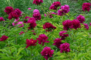 芍药花  