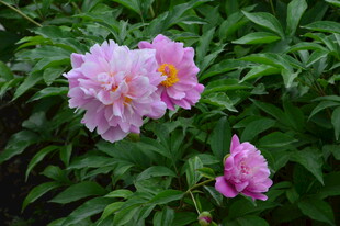 芍药花  