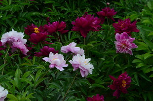 芍药花  